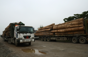 dịch vụ vận chuyển xe tải chở gỗ
